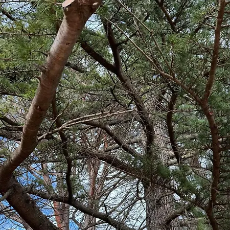 Βίλα Luxury Nel Bosco Castelbuono (Sicily)