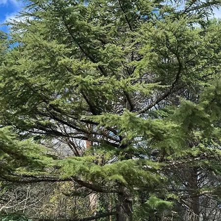 Luxury Nel Bosco Βίλα